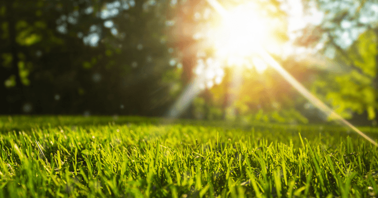 Tips for Protecting Your Lawn for the Hot Dry Summer Weather Ahead