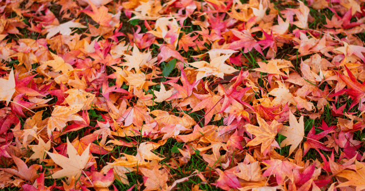 Fall Lawn Care in Ohio: Tips and Tricks for a Healthy Yard
